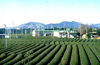 Teegrten auf dem Makinohara-Hill 