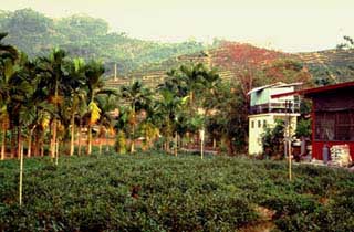 Teegarten fr Tung Ding-Oolong in Loku (Nantou-Distrikt)